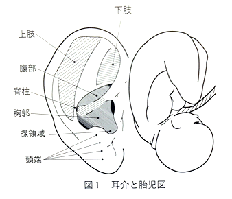 耳介と胎児図
